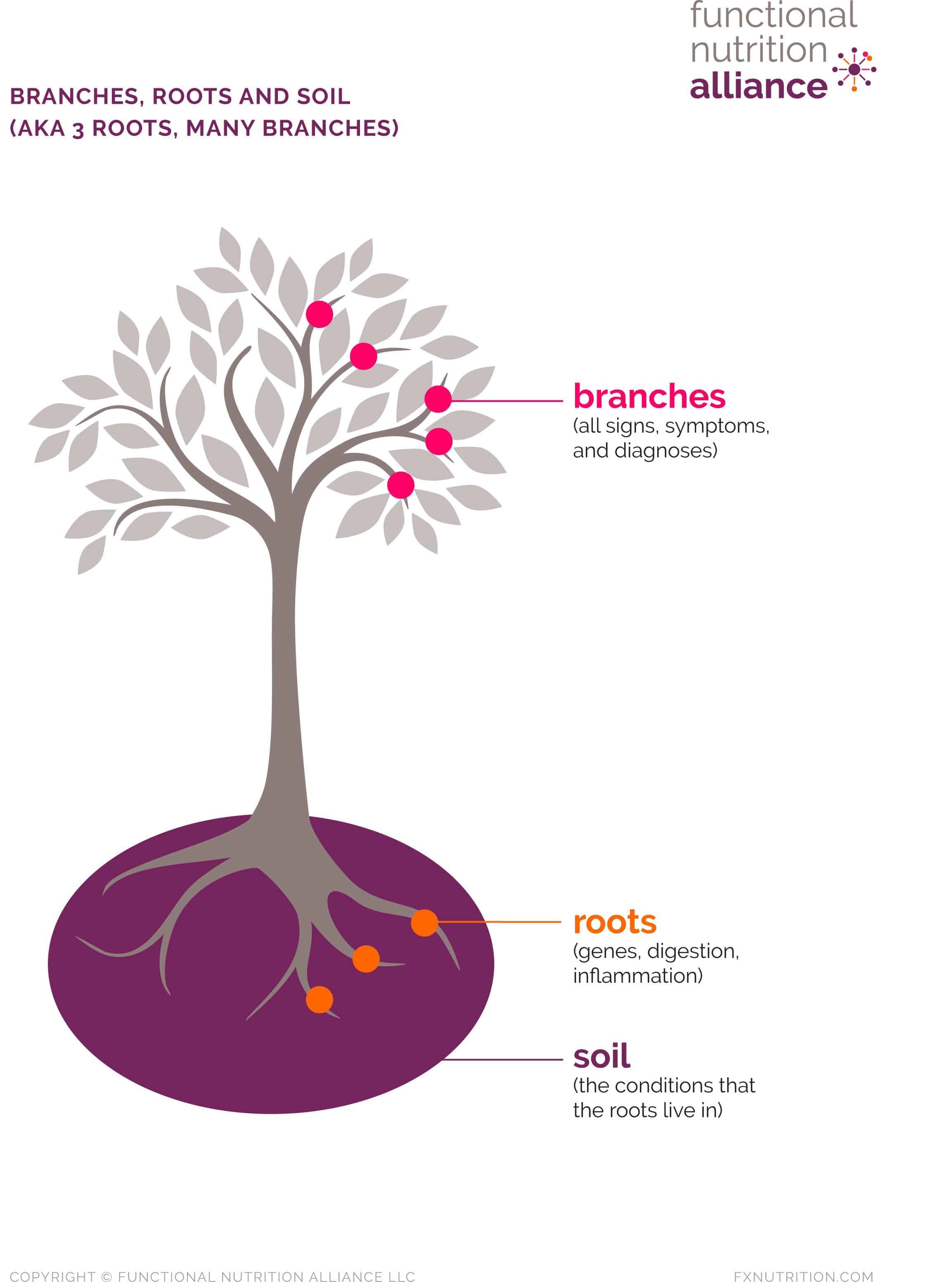 An image of a tree with its roots in soil and many branches with leaves represents the individual and the things that Functional Nutrition takes into account.