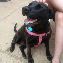 An image of a smiling black dog. Reiki is a beautiful way to help them that isn't invasive and can relieve them of pain and anxiety they can not themselves.